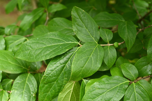 ソシンロウバイ,そしん狼狽