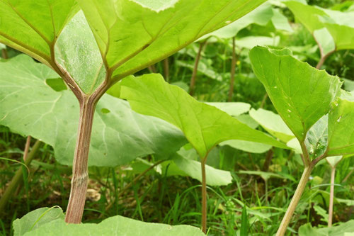 Akita sweet coltsfoot