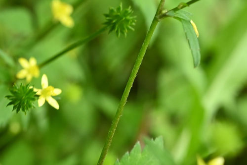 キツネノボタンの花,きつねのぼたん,特徴