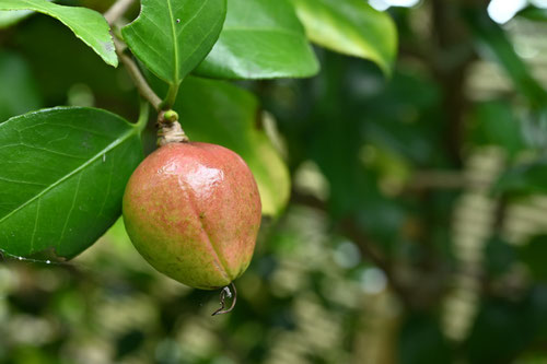 TUBAKI