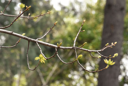 Red Maple,tree