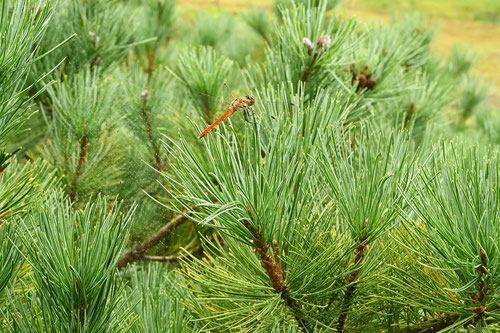 Siberian dwarf pine