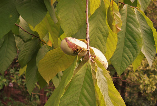 pawpaw fruits