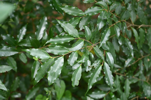 白灰,植物