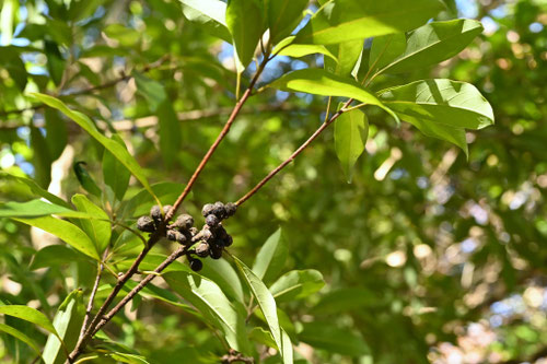 かごのき,カゴノキの果実