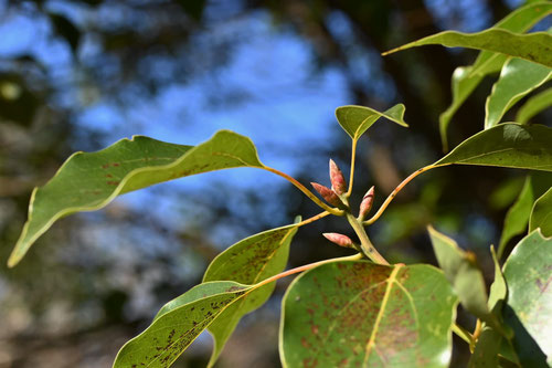 クスノキ,樟,くすのき,冬芽