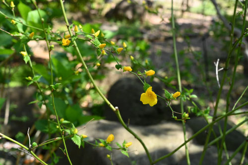 やまぶき,ヤマブキ,植物