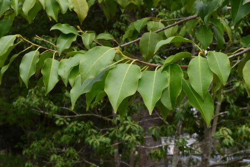 ソヨゴ,そよごの木