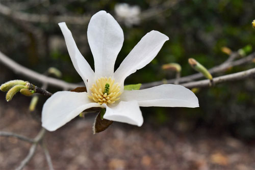 香りのある木,良い香りがする木の花