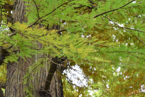 枝垂れラクウショウ,紅葉,しだれらくうしょう