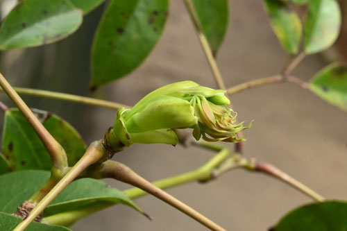 むべ,植物,花,ムベ