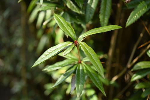 てんじくめぎ,植木,ホソバテンジクメギ