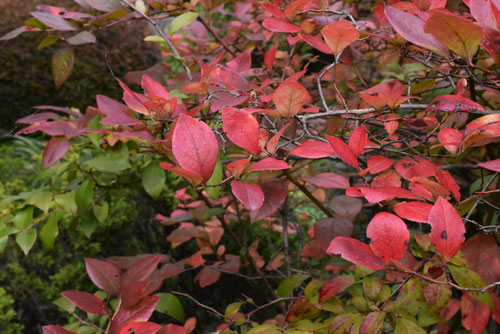 ブルーベリーの紅葉,ぶるーべりー