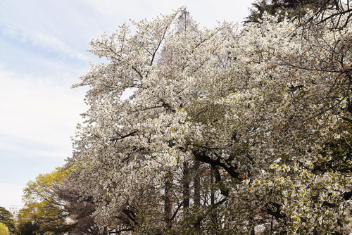 大島桜,おおしまざくら