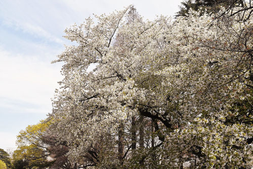 大島桜,オオシマザクラ,おおしまざくら