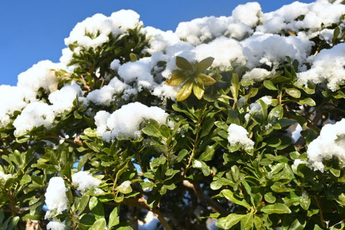 山桃の木,ヤマモモ,やまもも