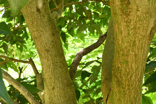 maple leaf tree