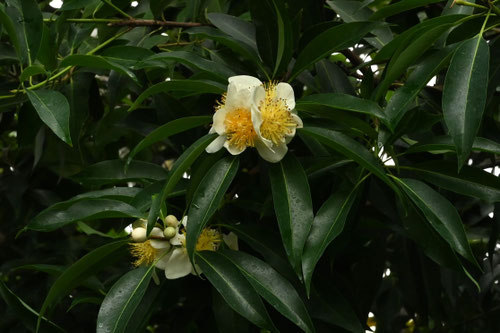 イジュ,花木,特徴,ヒメツバキ,タマツバキ