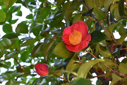 妙蓮寺（みょうれんじ）