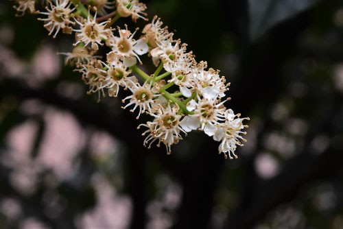 くろばいの木の花