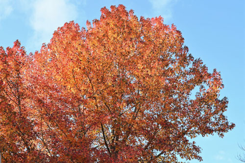 オレンジ色に紅葉する大きな木