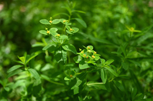 とうだいぐさ,植物