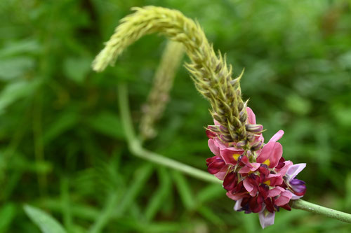 葛の花,開花,クズ,くず