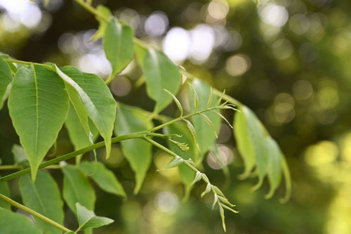 Amur　Corktree