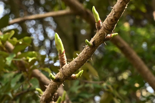 ハリギリの木,はりぎり,針桐,Castor aralia