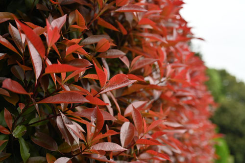 葉が赤い植物