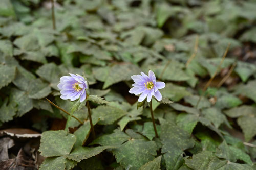 るりいちげ,花