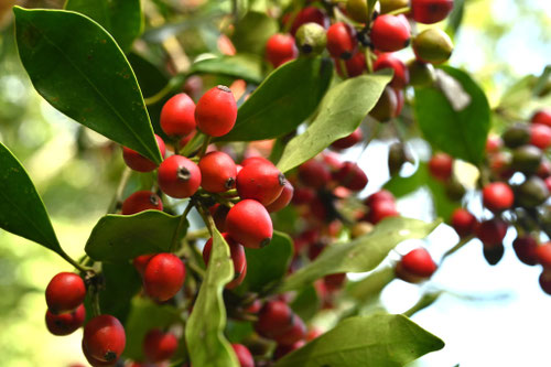 赤い実のなる木の名前,図鑑,春,夏,秋,冬,毒