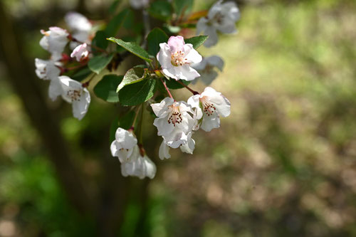 Flowering trees in August in June