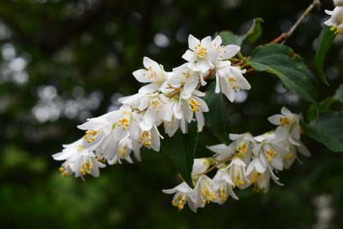 白い花が咲く木,木の名前と種類