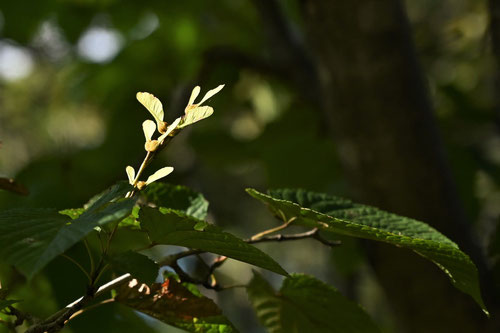 Lime-leaved maple,seeds