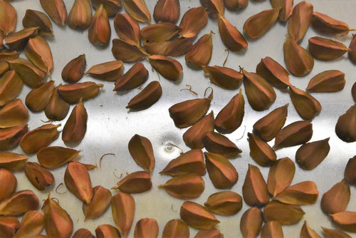 どんぐりの木,一覧,種類