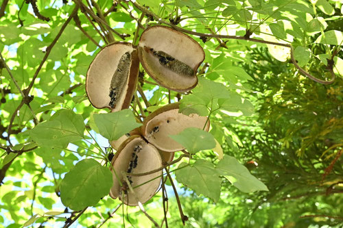 寒さに強い果樹,果物の木