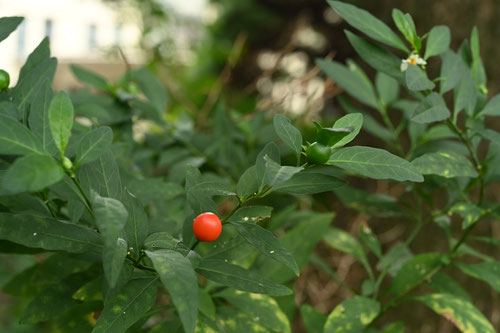 冬珊瑚,植物,ふゆさんご