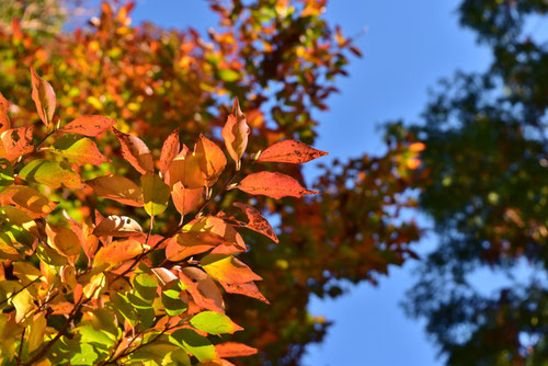 ヒメシャラ,紅葉,黄葉,ひめしゃら,姫沙羅