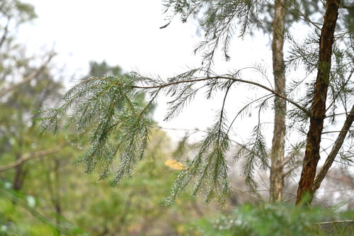 Medical tea tree
