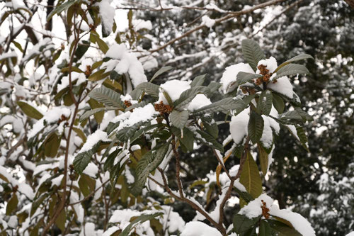 ビワの木,枇杷,びわ,植物,雪