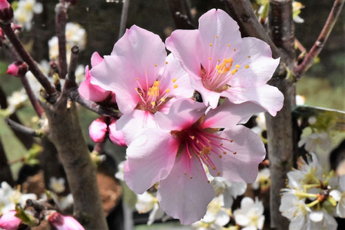アーモンドの木の花,画像,木
