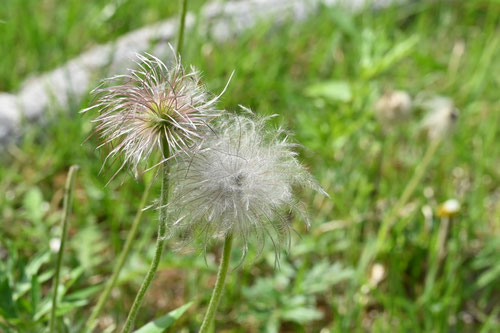 綿毛のある野草,オキナグサ,おきなぐさ