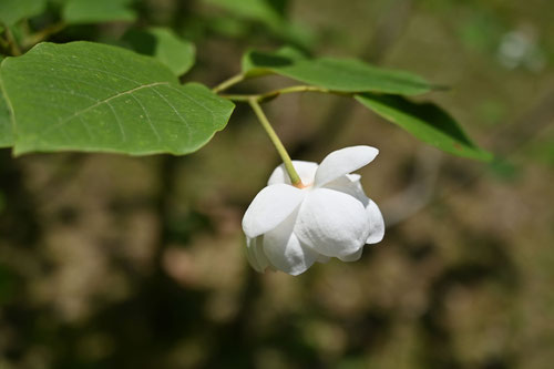 萼片,大山蓮華