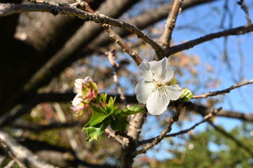 ふゆざくら,冬桜,名所,フユザクラ