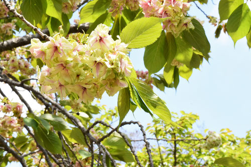 緑色のサクラ,sakura 