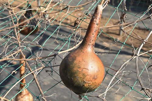 Gourd in Japan