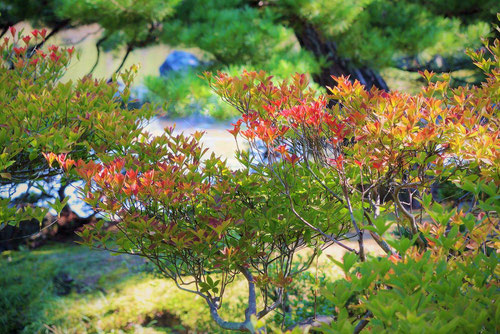 どうだんつつじ,紅葉