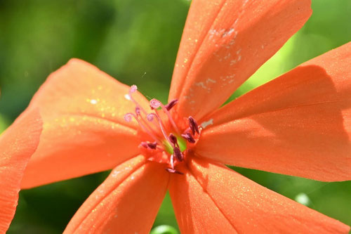 オレンジ色の花が咲く野草