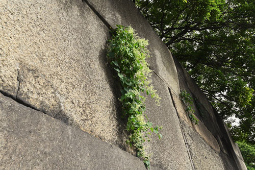 つるどくだみ,植物